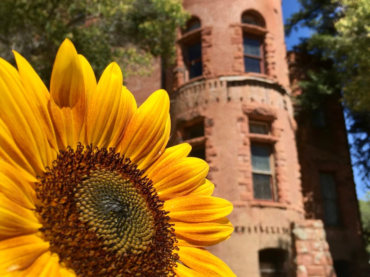 a close up of a flower