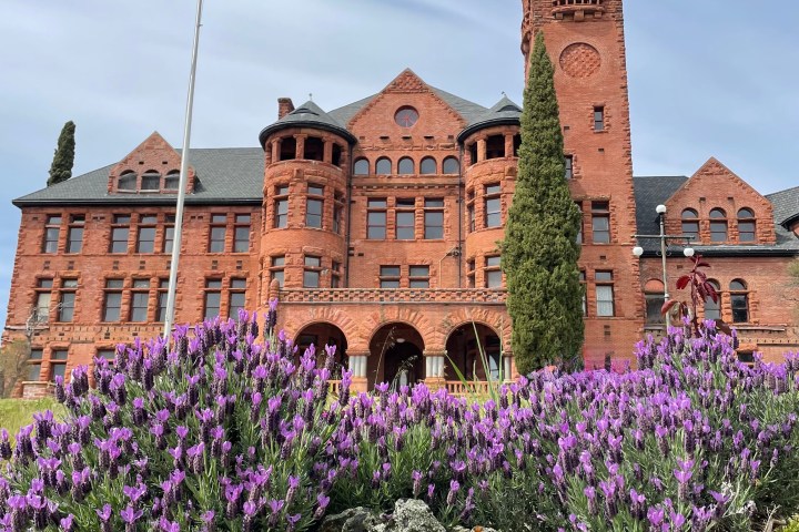 Historic brick building with tower, American flag, and lavender plants in foreground.