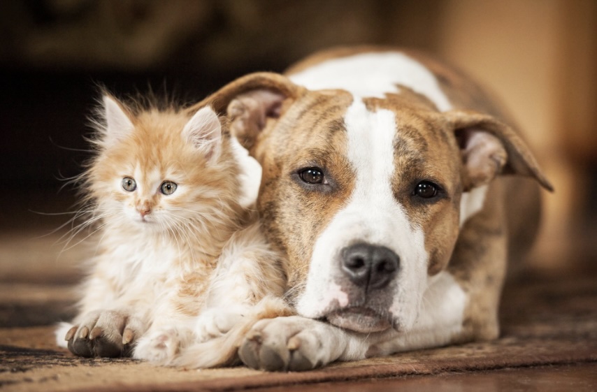 A kitten sits next to a dog lying down on a rug, both looking at the camera.